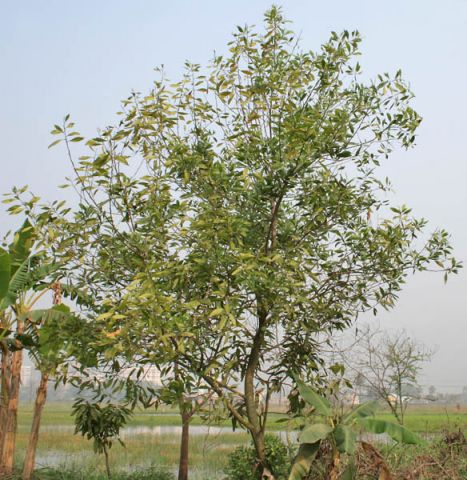 Acacia mangium