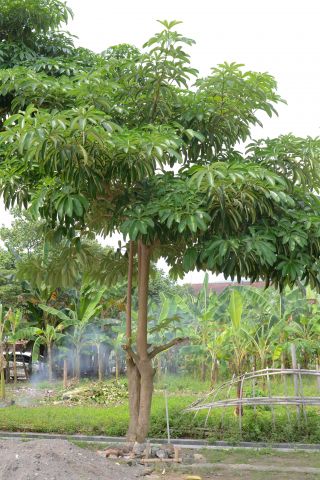 Pohon Pulai, Imogiri, Bantul