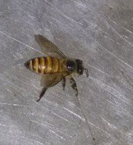 Lebah Madu
